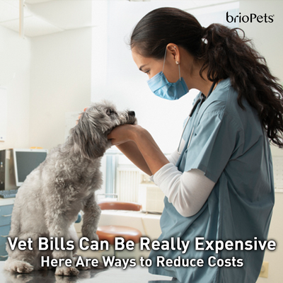 Vet Bills Can Be Really Expensive - Here Are Ways to Reduce Costs