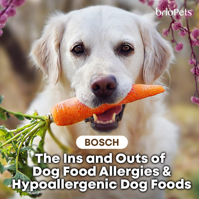 The Ins and Outs of Dog Food Allergies & Hypoallergenic Dog Foods