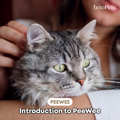 Introduction to PeeWee
