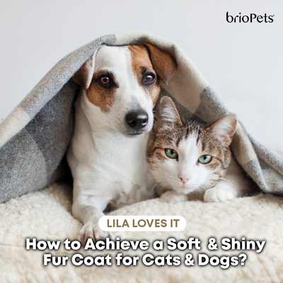 How to Achieve a Soft & Shiny Fur Coat for Cats & Dogs?