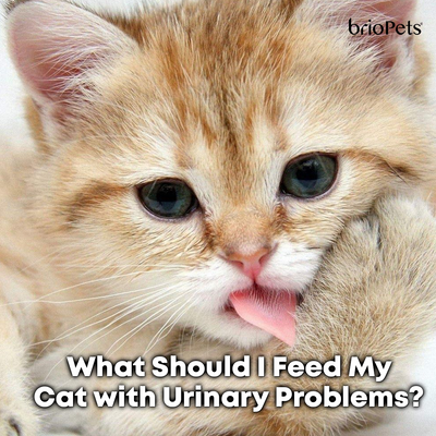 What Should I Feed My Cat with Urinary Problems?