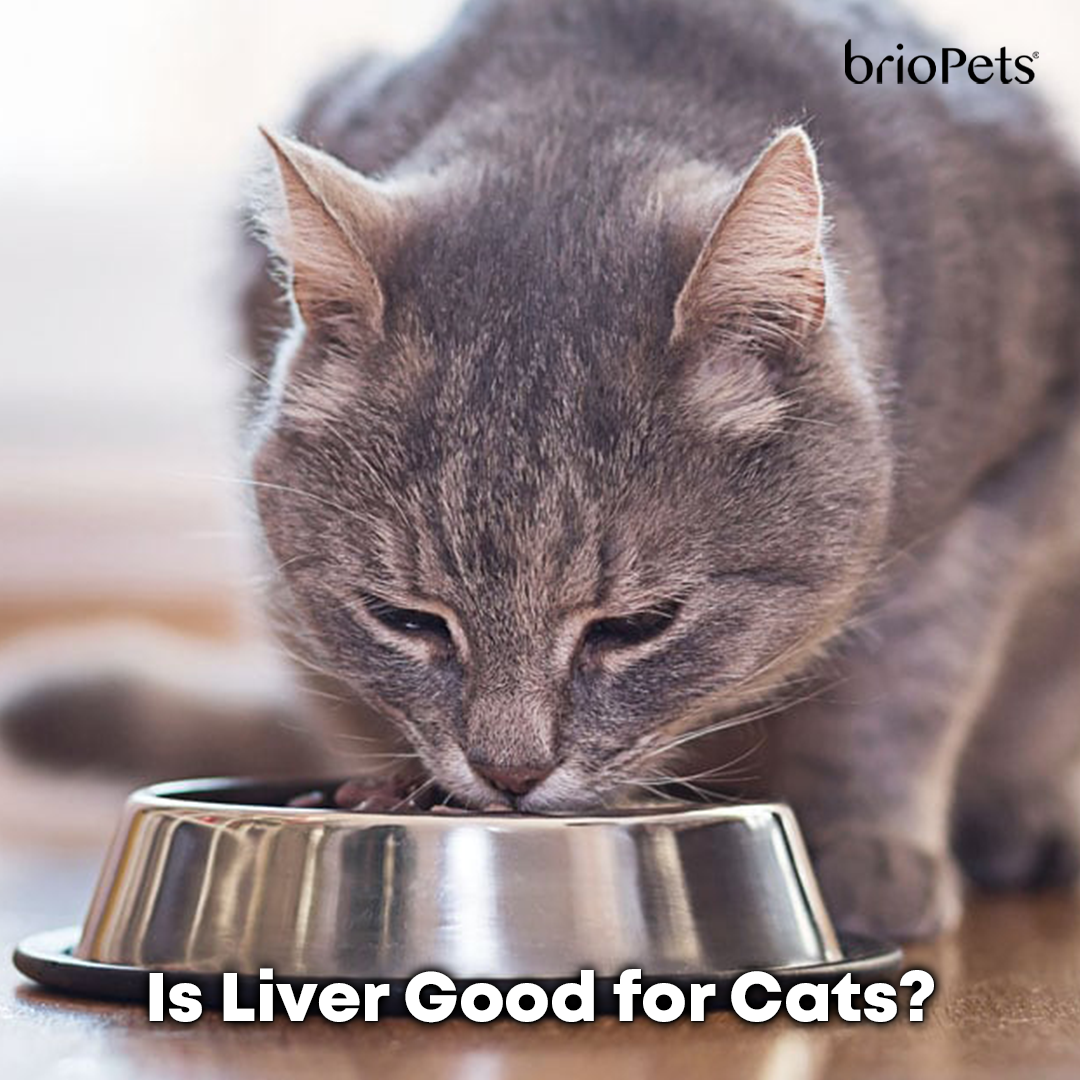 Is Liver Good for Cats brioPets Singapore