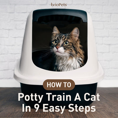 How To Potty Train A Cat In 9 Easy Steps