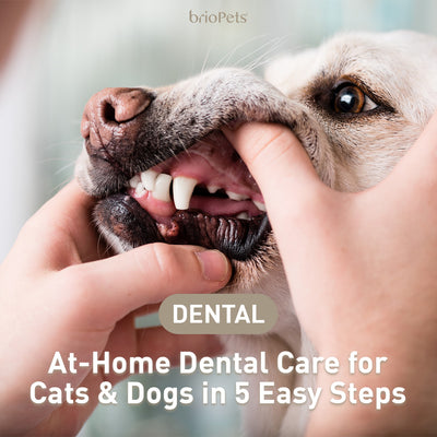 At-home Dental Care for Cats & Dogs in 5 Easy Steps