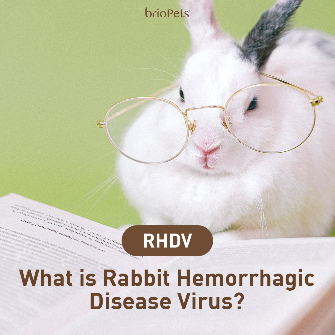 What is Rabbit Hemorrhagic Disease Virus (RHDV)? – brioPets Singapore