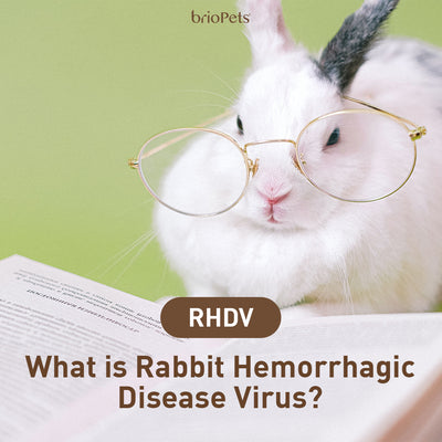 What is Rabbit Hemorrhagic Disease Virus (RHDV)?