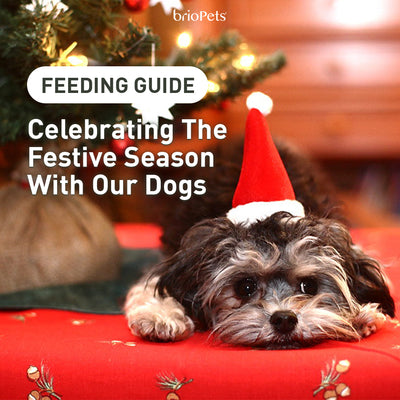 Celebrating The Festive Season With Our Dogs - Food That We Should Never Feed