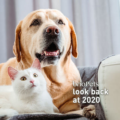 briopets look back at 2020
