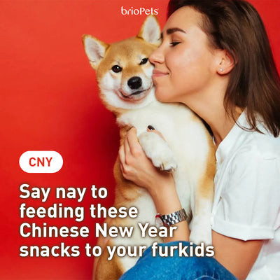 Say nay to feeding these Chinese New Year snacks to your furkids