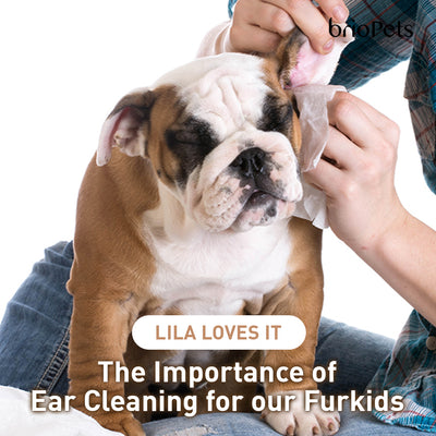 The Importance of Ear Cleaning for our Furkids