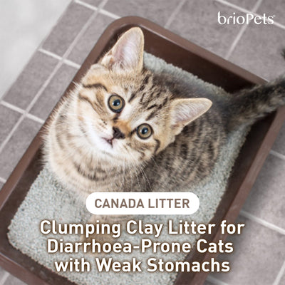 Clumping Clay Litter for Diarrhoea-Prone Cats with Weak Stomachs