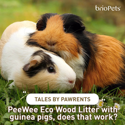 Tales by Pawrents: PeeWee Eco Wood Litter with guinea pigs, does that work?