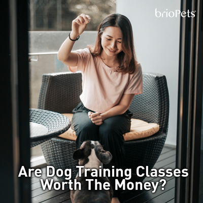 Are Dog Training Classes Worth the Money?