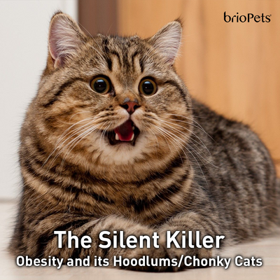 The Silent Killer - Obesity and its Hoodlums/Chonky Cats
