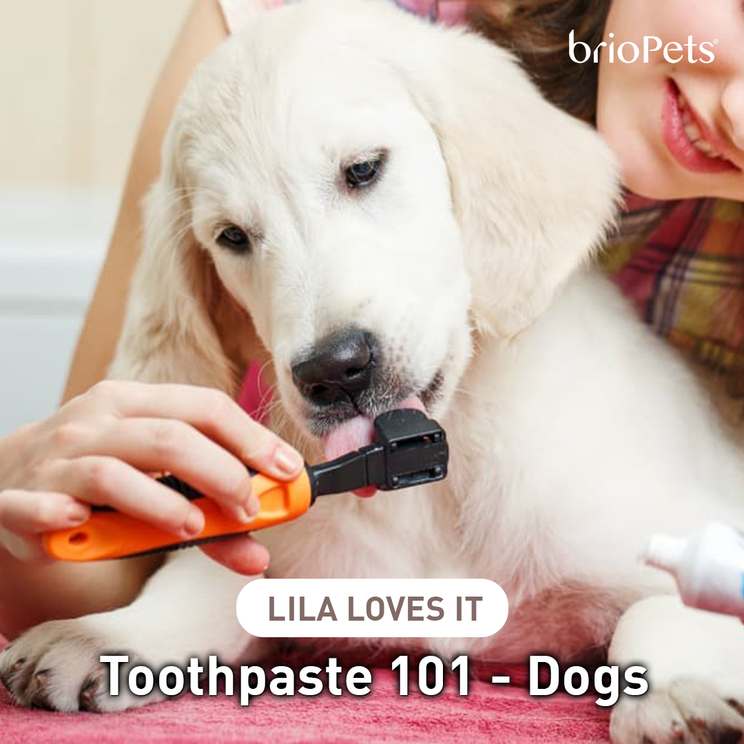Toothpaste 101 - Dogs – brioPets Singapore