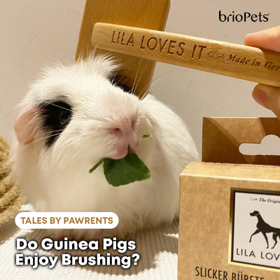 Tales By Pawrents: Do Guinea Pigs Enjoy Brushing?