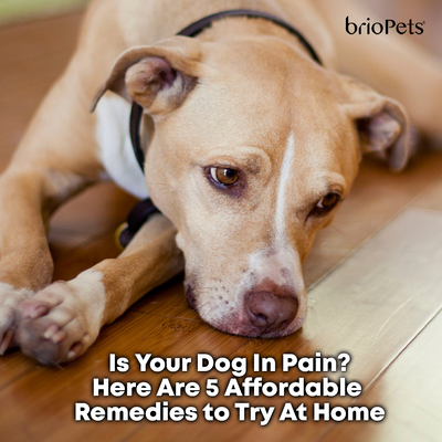 Is Your Dog In Pain? Here Are 5 Affordable Remedies to Try At Home