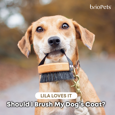 Should I Brush My Dog's Coat?