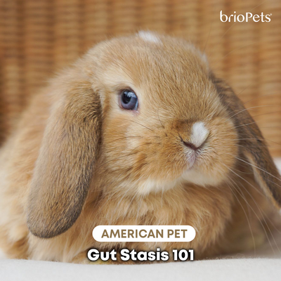 Gut Stasis 101 - Rabbit Version