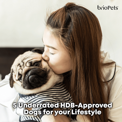 5 Underrated HDB-Approved Dogs for your Lifestyle