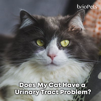 Does My Cat Have a Urinary Tract Problem?