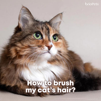 How to brush my cat’s hair?