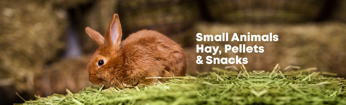 #1 Small Animals Food: Hay, Pellets and Snacks - BrioPets Singapore